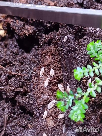 Тропические мокрицы