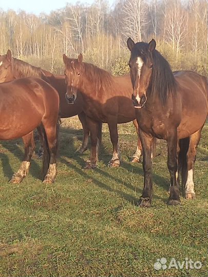 Продам лошадей