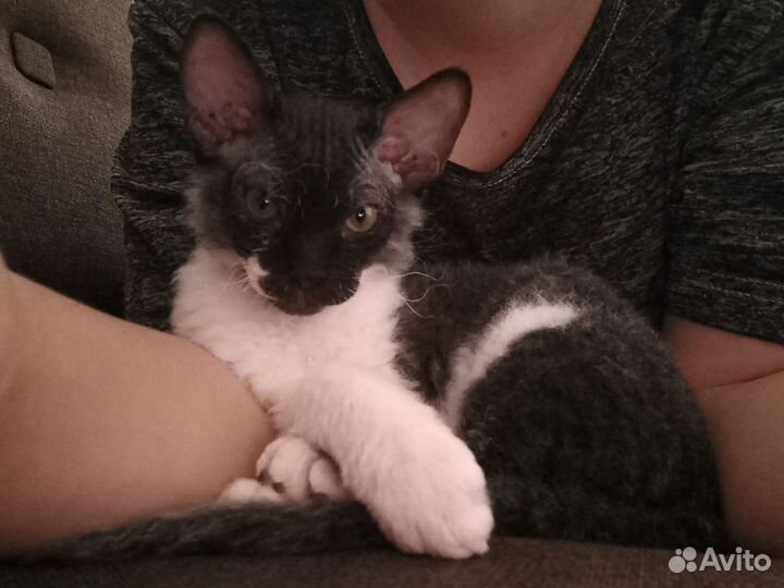 Канадский сфинкс браш