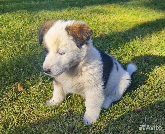 Бэтси - милая щенок-девочка в дар