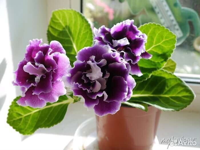 Глоксиния махровая