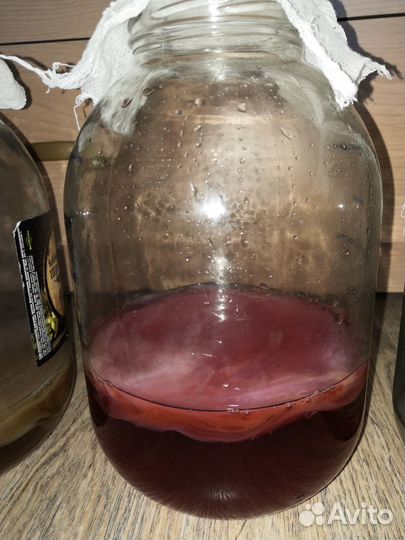 Чайный Гриб здоровье