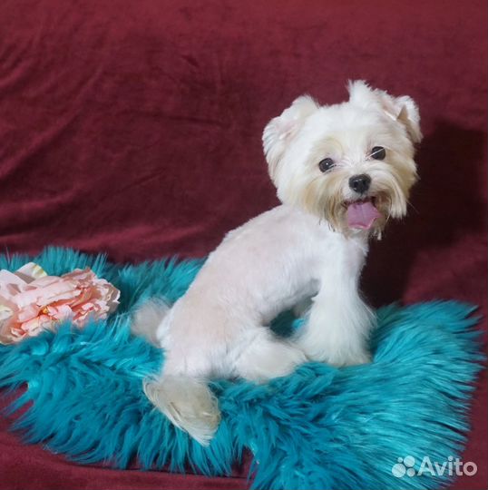 Йорк белый мини мальчик 1,5 года