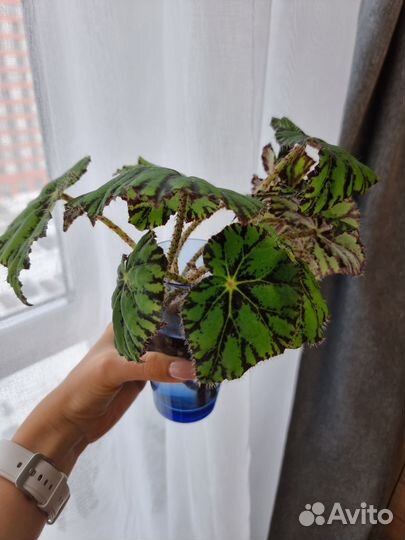 Комнатные цветы черенки