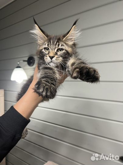 Котята мейн-кун полидакт