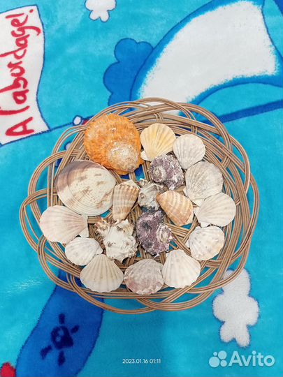 Морские ракушки