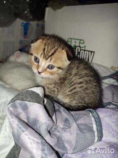 Британские вислоухие котята