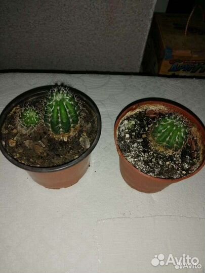 Цветы комнатные