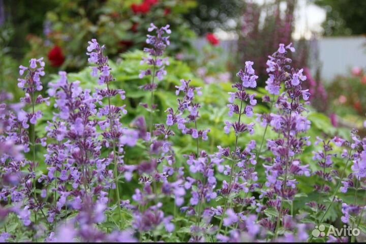 Котовник фассена