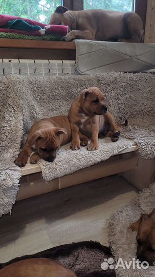 Английский стафбультерьер