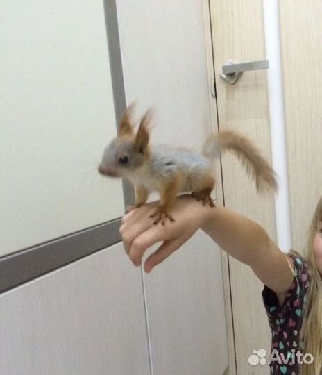 Белки ручные