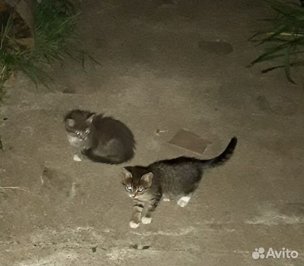 Отдам котят бесплатно-осталась лапочка девочка