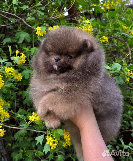 Щенок мини мишка