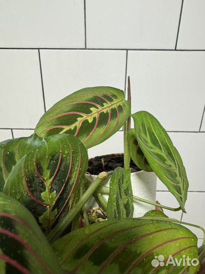 Маранта триколор