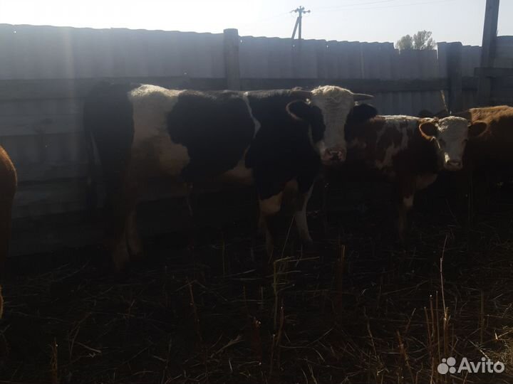 Коровы быки телки