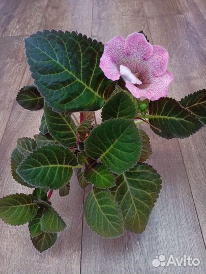 Глоксинии 150р