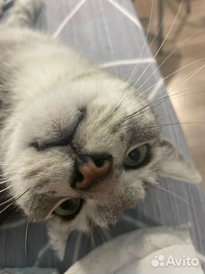 Кот Василий