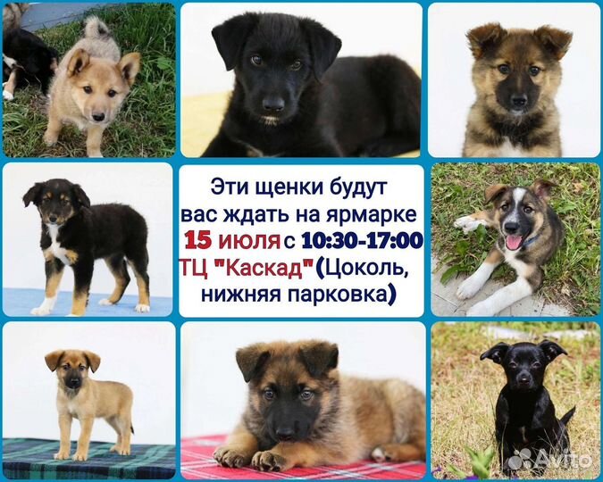 Лучшие щенята ждут Вас