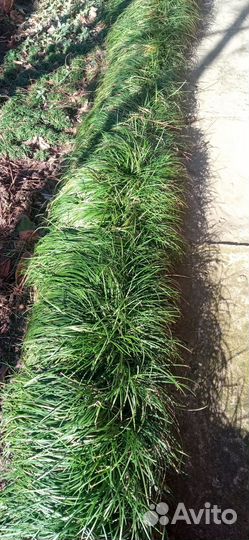 Продаю Офеопогон