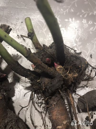 Пион Сара Бернар