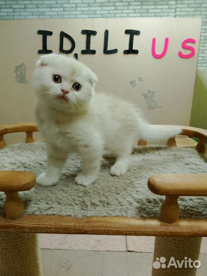 Вислоухий шотландец