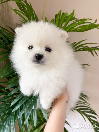 Щенки щпица