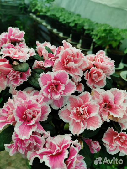 Комнатные цветы фуксия