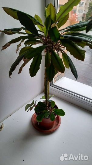 Цветок разные много