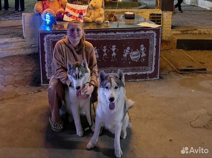 Погуляю с вашей собакой, выгул собак