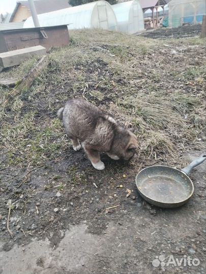 Лайка в добрые руки