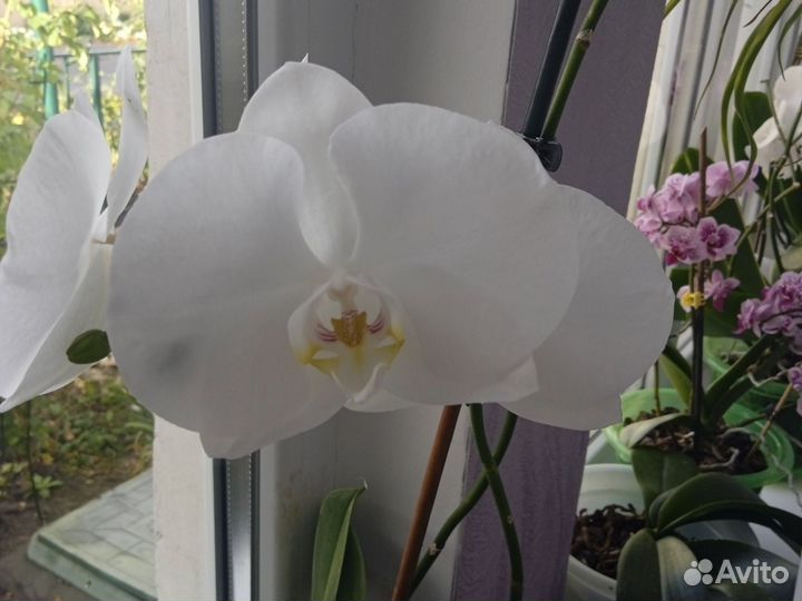 Орхидея дендробиум