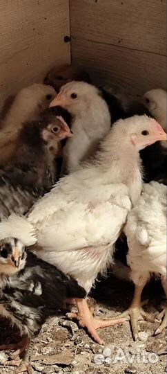 Цыплята