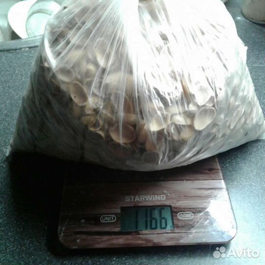 Скарлупки фисташки 1166 гр