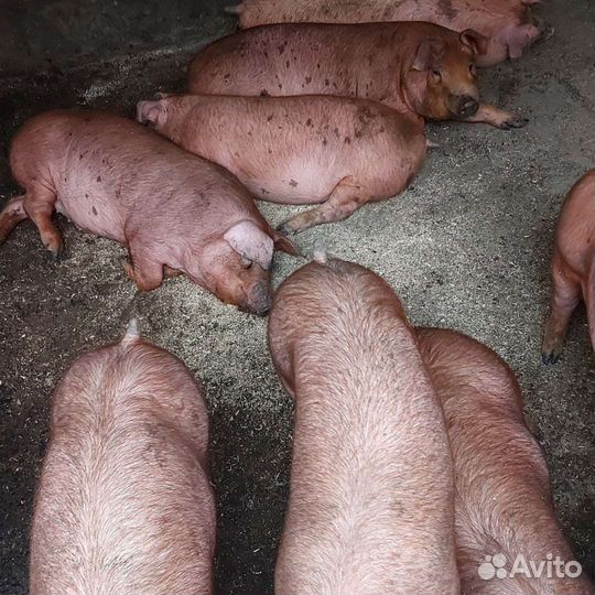 Свинина домашняя