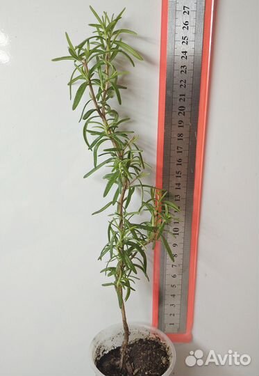 Розмарин комнатный