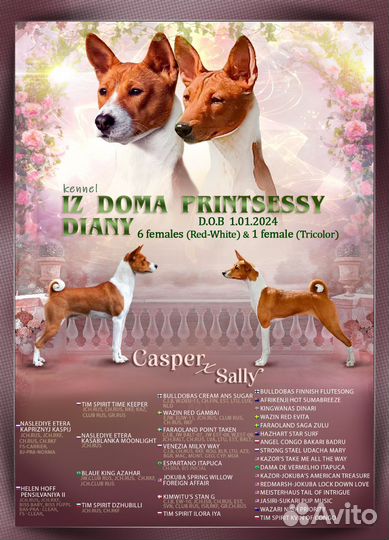 Девочка басенджи Вива