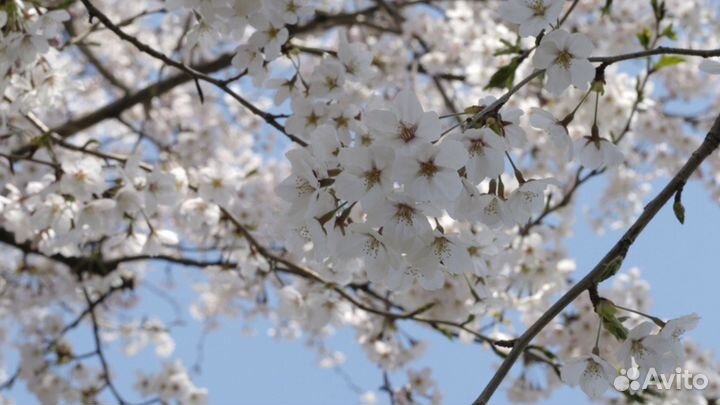 Вишня и черешня