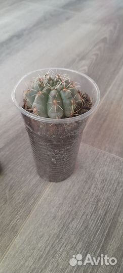 Кактус