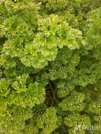 Петрушка, сельдерей