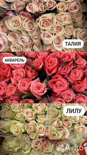 Свежие розы оптом Пятигорск