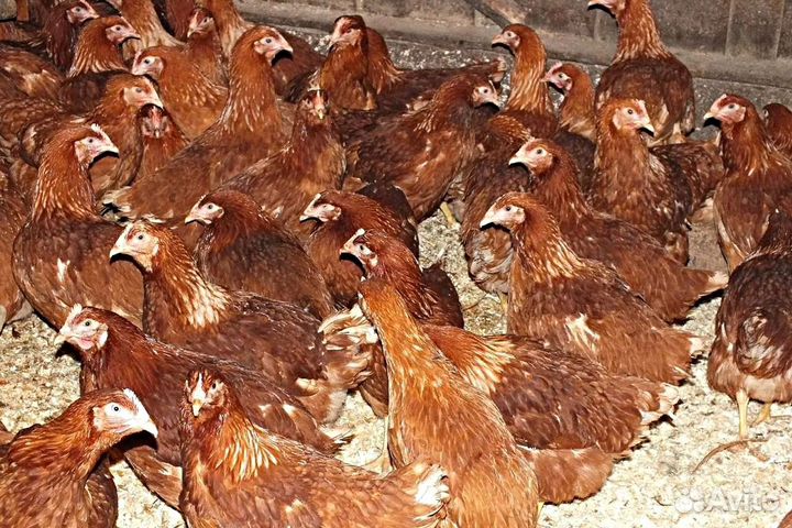 Куры несушки