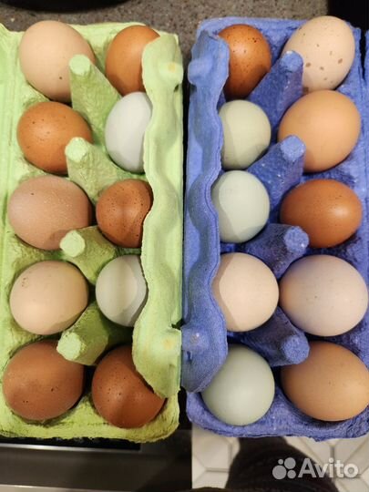 Яйца домашние куриные, перепелиные