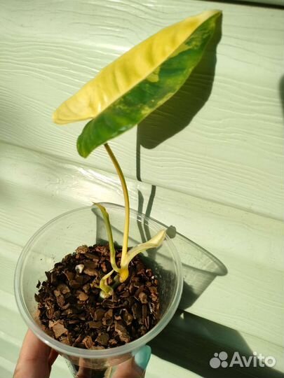 Филодендрон бурле маркс вариегатный