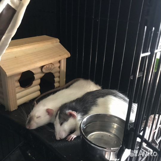 Передержка крыс