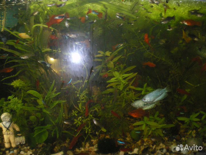 Аквариумные рыбки гуппи