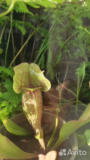 Флорариум с хищными растениями