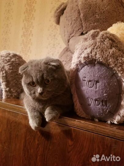 Шотландский кот вязка