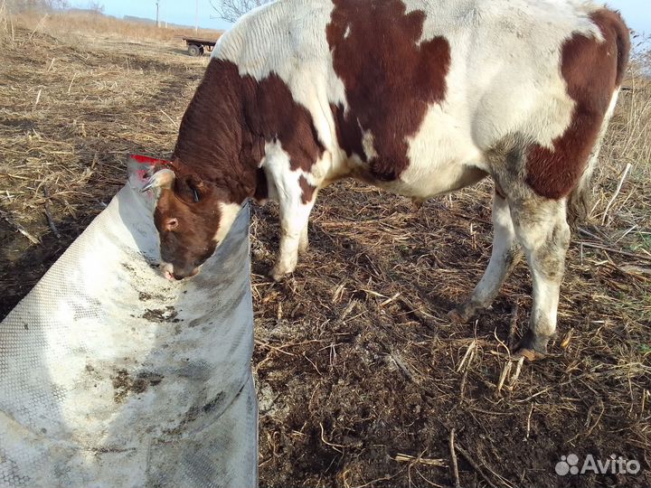 Быки на мясо