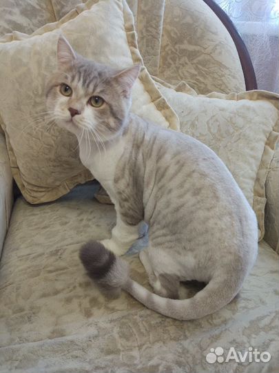 Стрижка кошек с выездом на дом