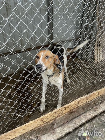 Охотничья борзая